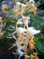 Thumbnail honeysuckle