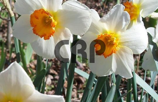 Product picture clownfaces.jpg